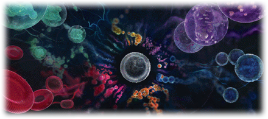 Stem Cell